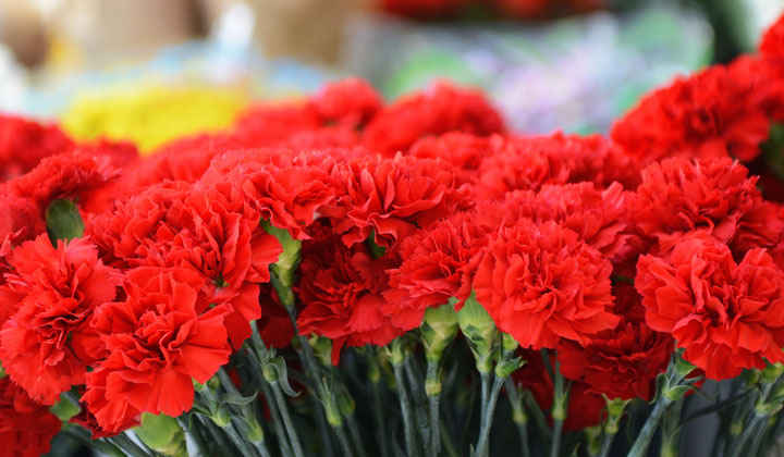 母亲节:致敬母亲,大声告白!